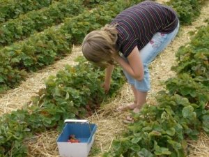 Picking berries